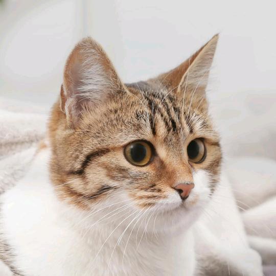 小猫