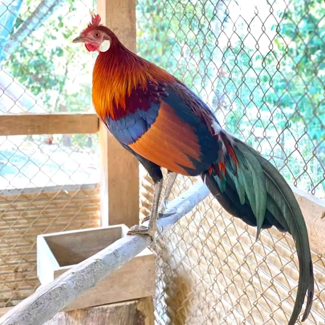 农人高仔(茶花鸡)！