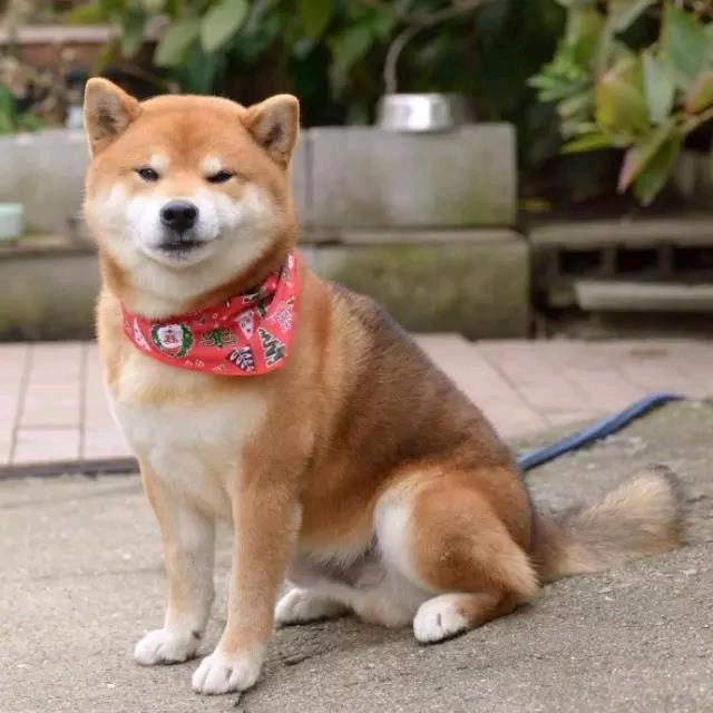 石爱连
