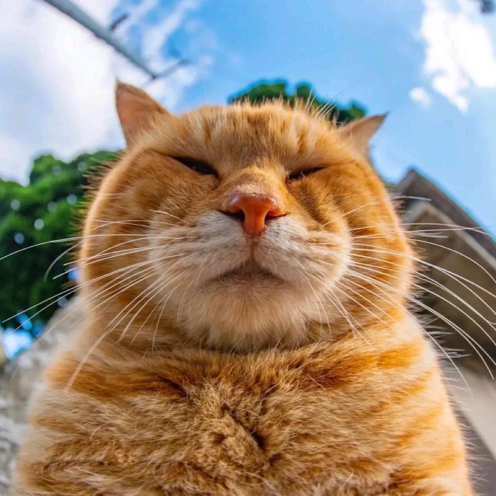 囧猫日记