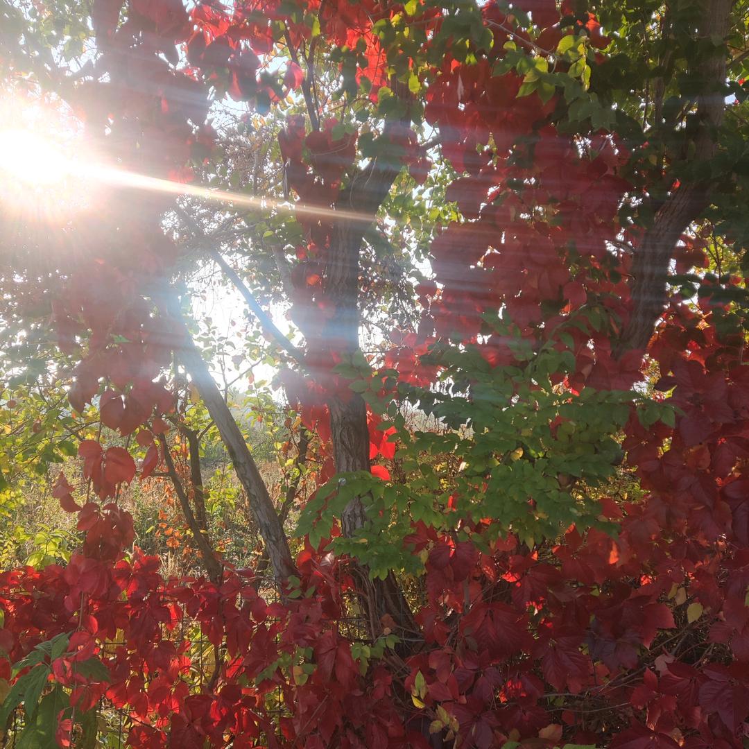 爱中医唱歌🎤晚上九点后开播