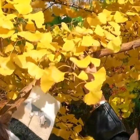 猫小月🥭🥥🌙