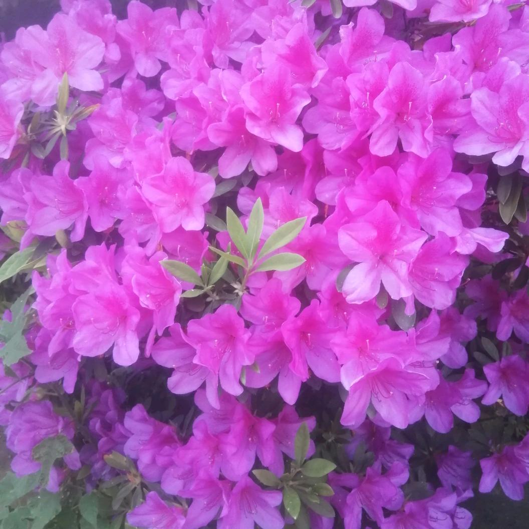宝妈