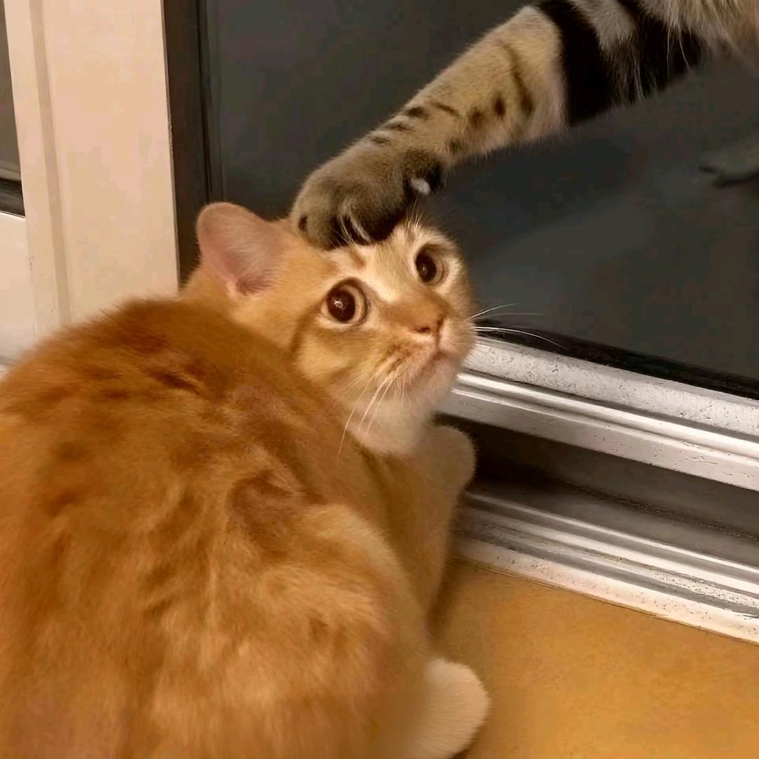 (◍•ᴗ•◍)喔