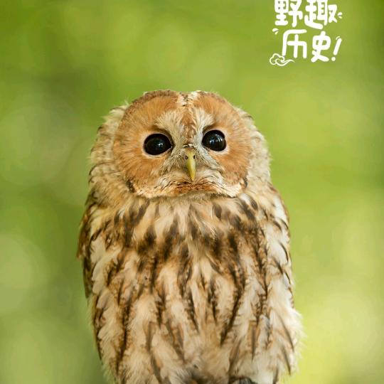 蘇紫