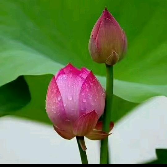 遇上你是我的缘🌹