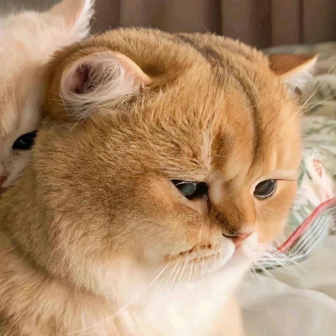 摆烂人生撒