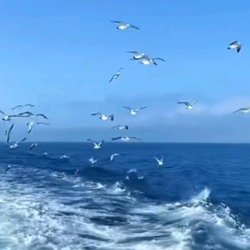 海鸥