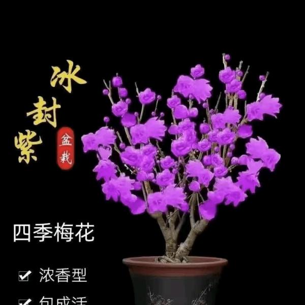 真诚的心〈景〉