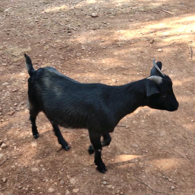 羊官老李（放羊版）