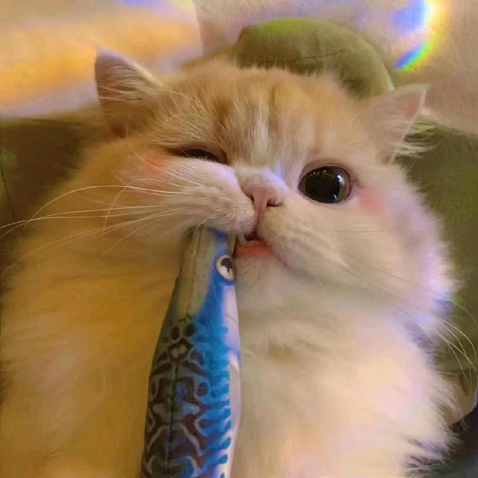 七月檐角的猫