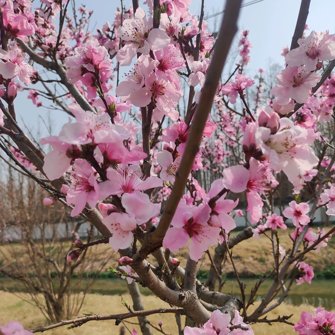 🌹爱你的💖永不变🍒🍒🍒