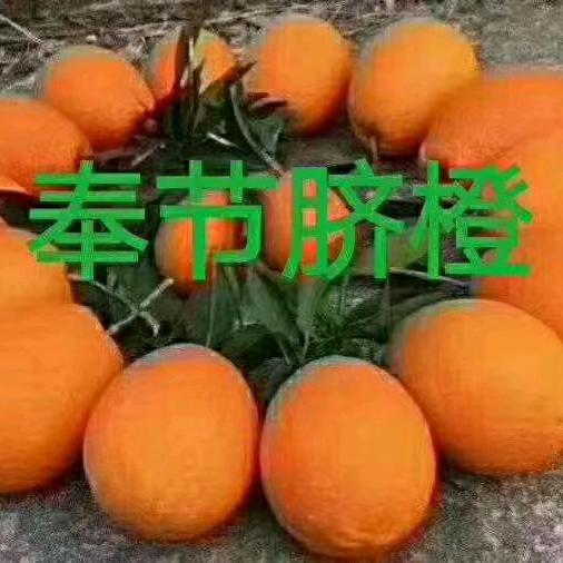 黄太兵奉节脐橙代兵