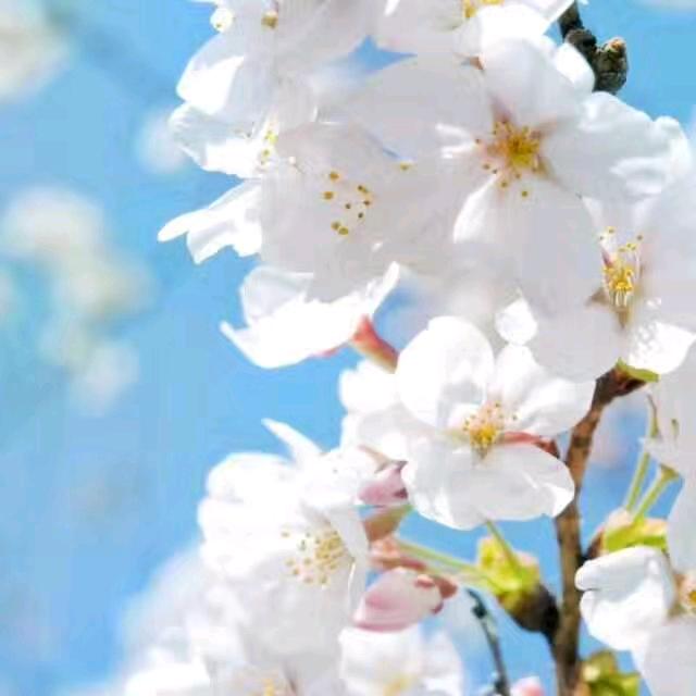 花灯初上