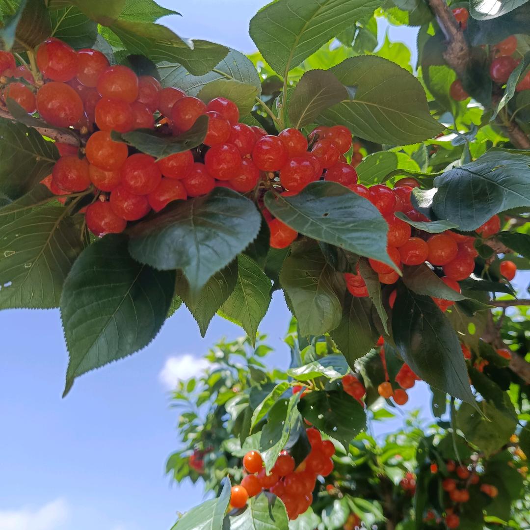 柳芹