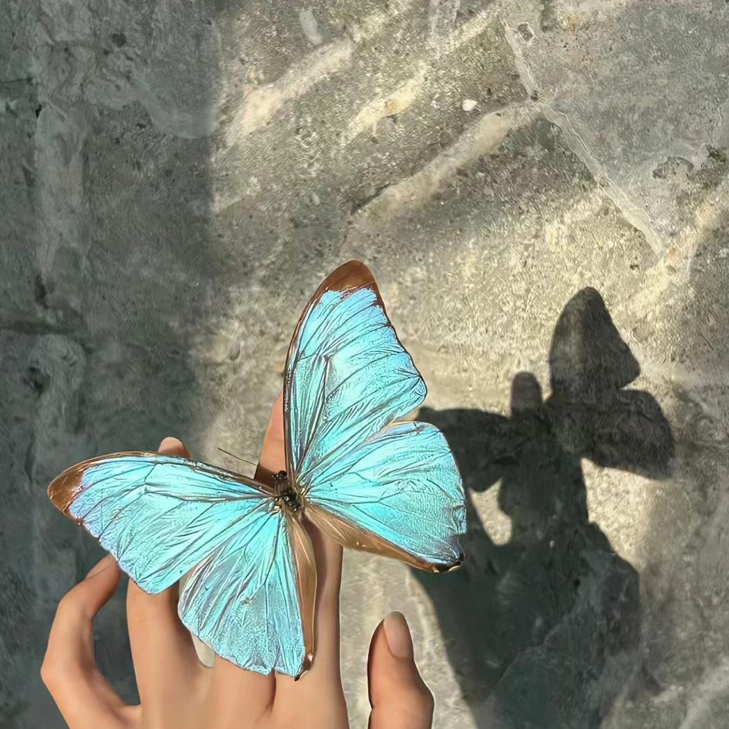 butterfly🦋🦋