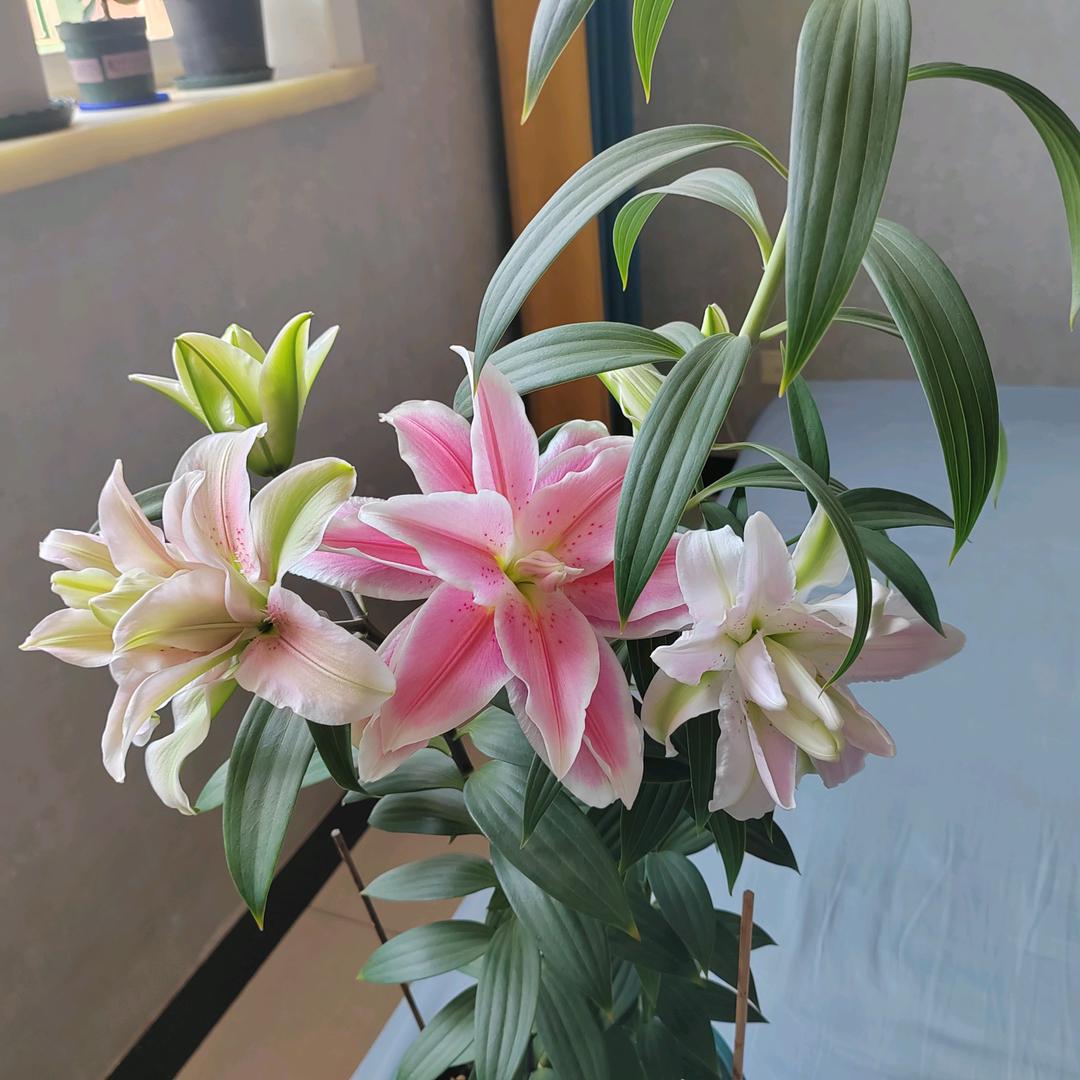 一路芳香