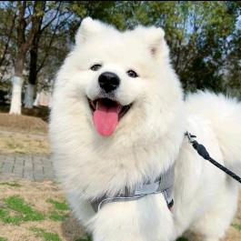 亚咦，萨摩萌耶