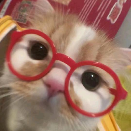 悲伤𝙆𝙞𝙩𝙩𝙮猫