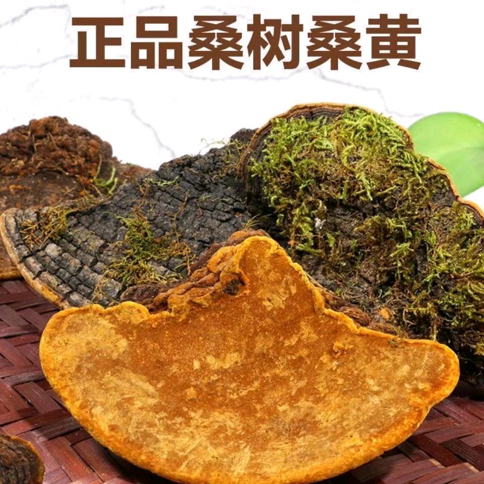 桑黄大叔
