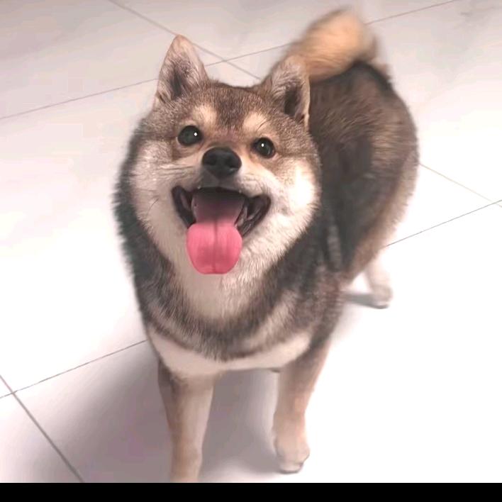 一统豆柴庄园