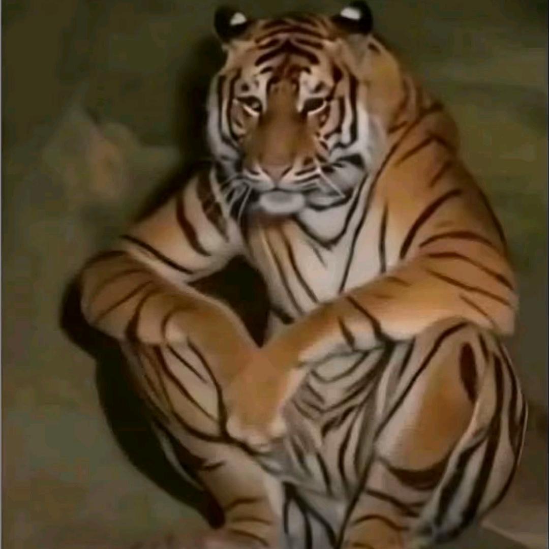 中方四队小杨