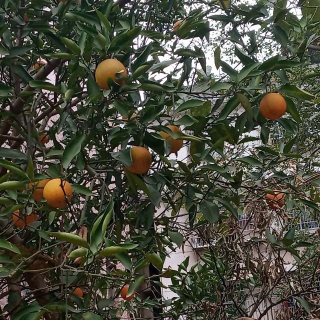 景华2