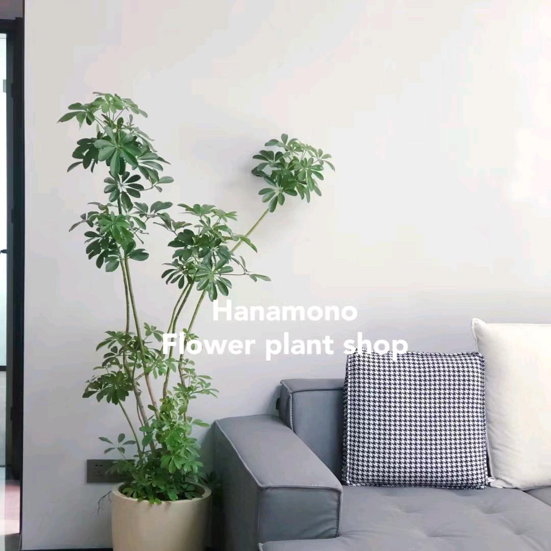 ℋღ᭄倩倩🍒᭄软装