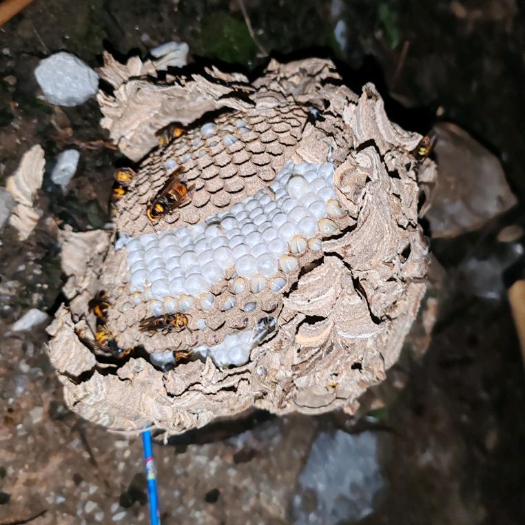 寻甸巅蜂团队蜜蜂胡蜂养殖