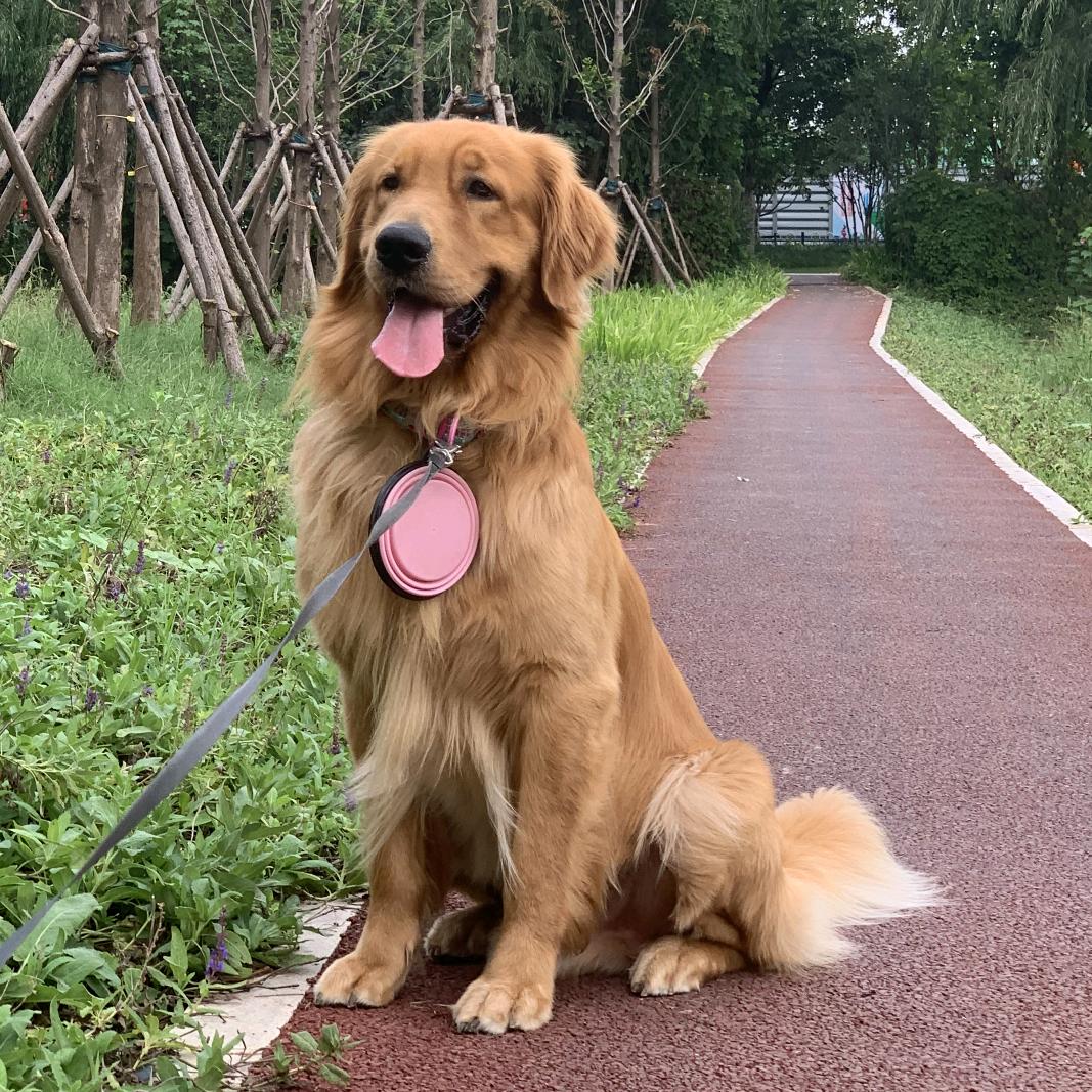 🌈羊羔糕