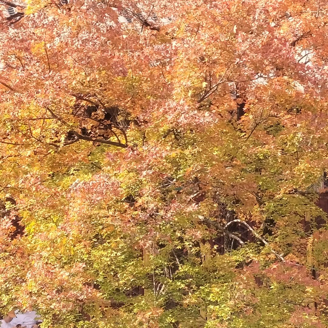 川哥二毛