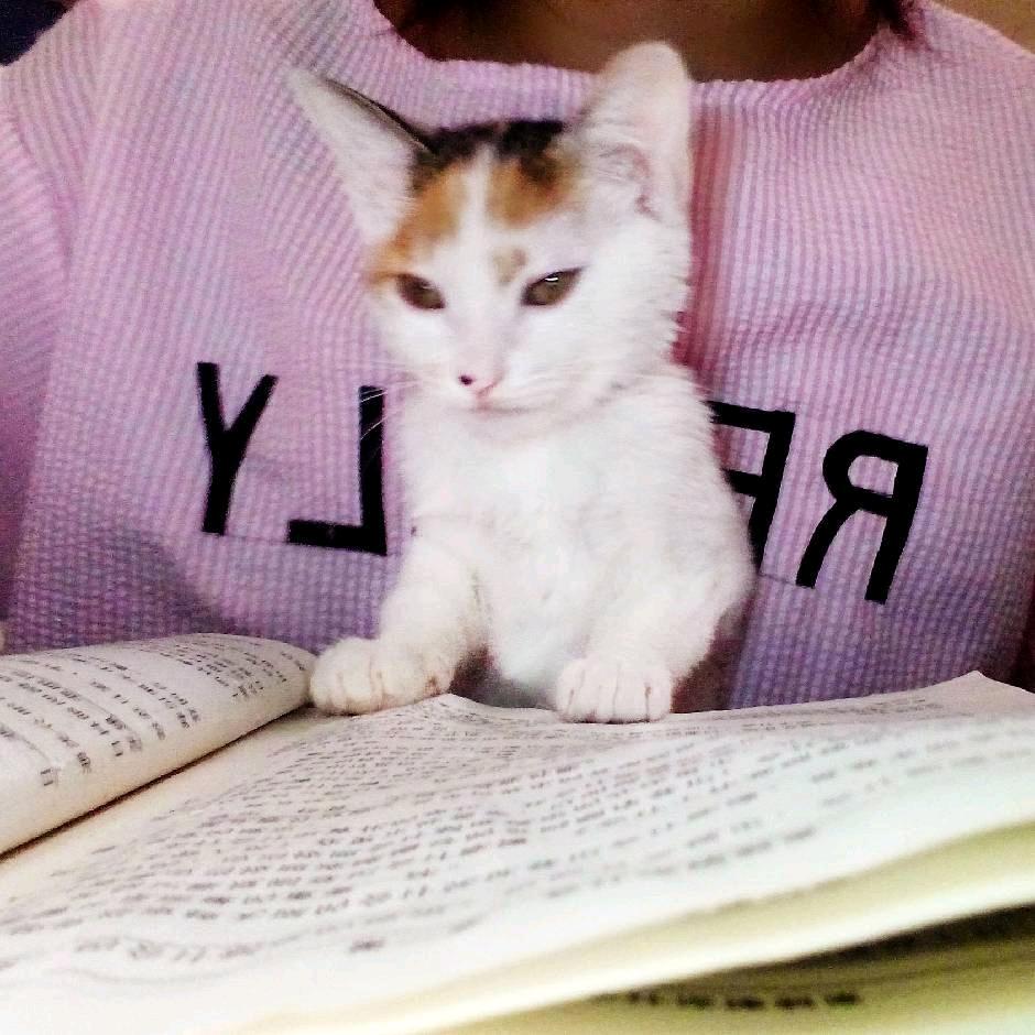 ✨猫猫读书✨
