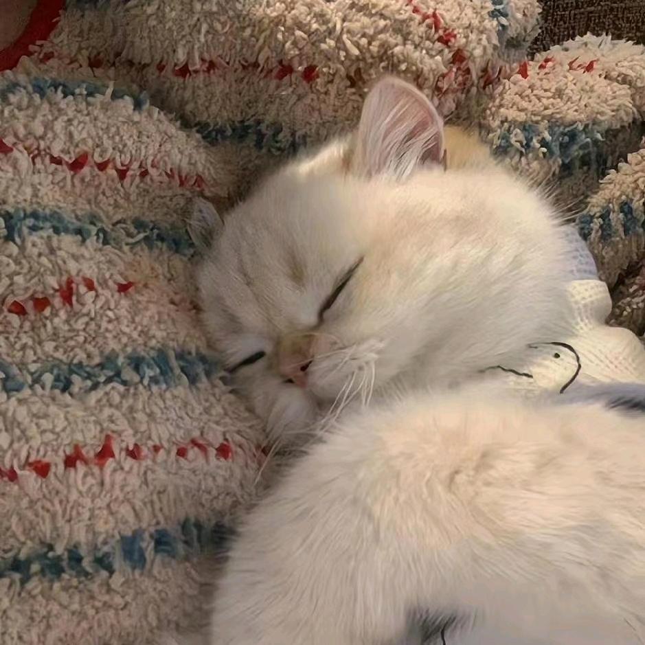 偶有饭吃（骑抱抱追帅哥版）