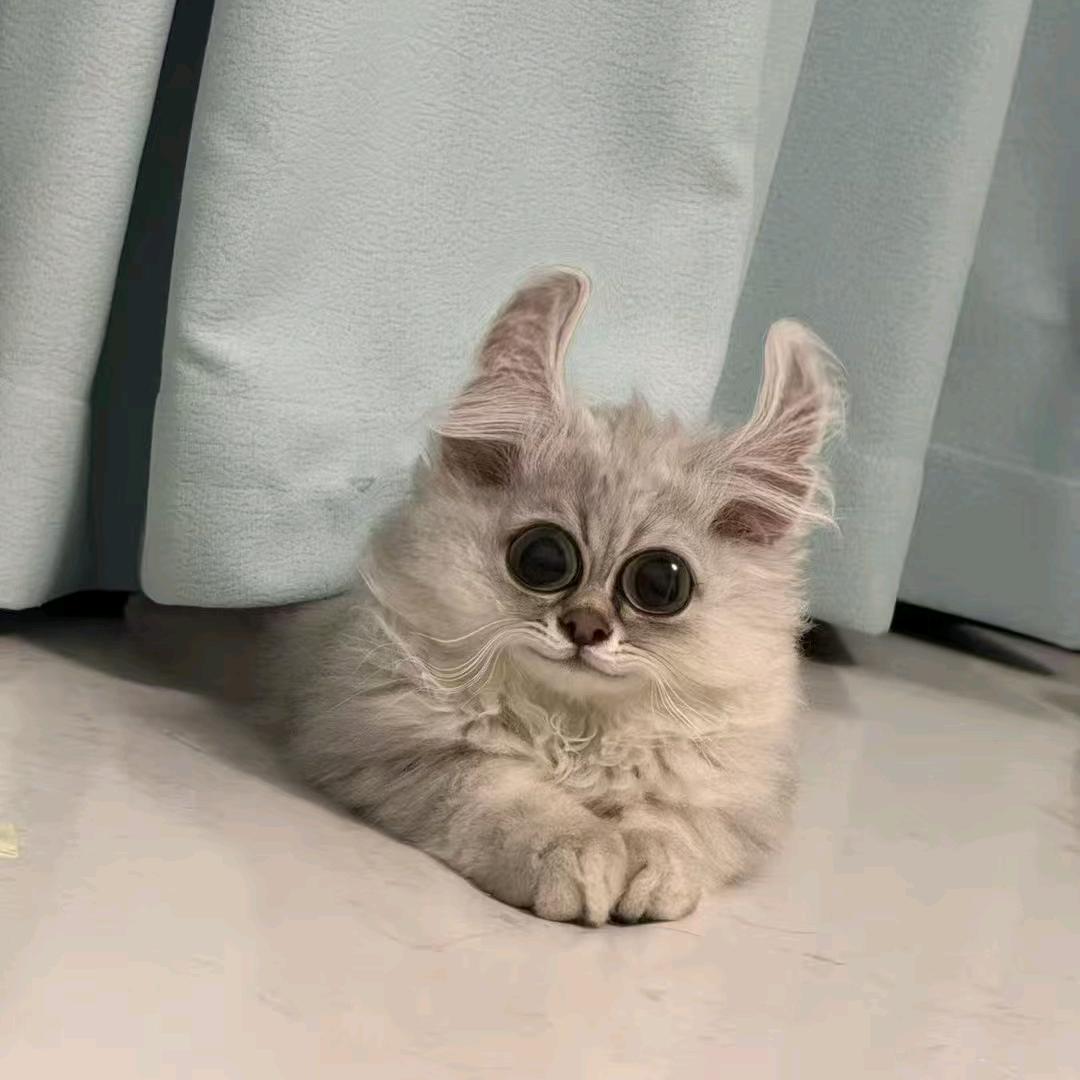 崽崽猪