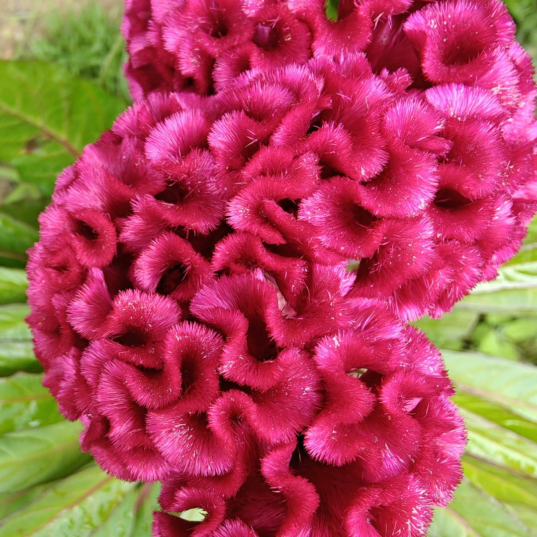 芳蕊