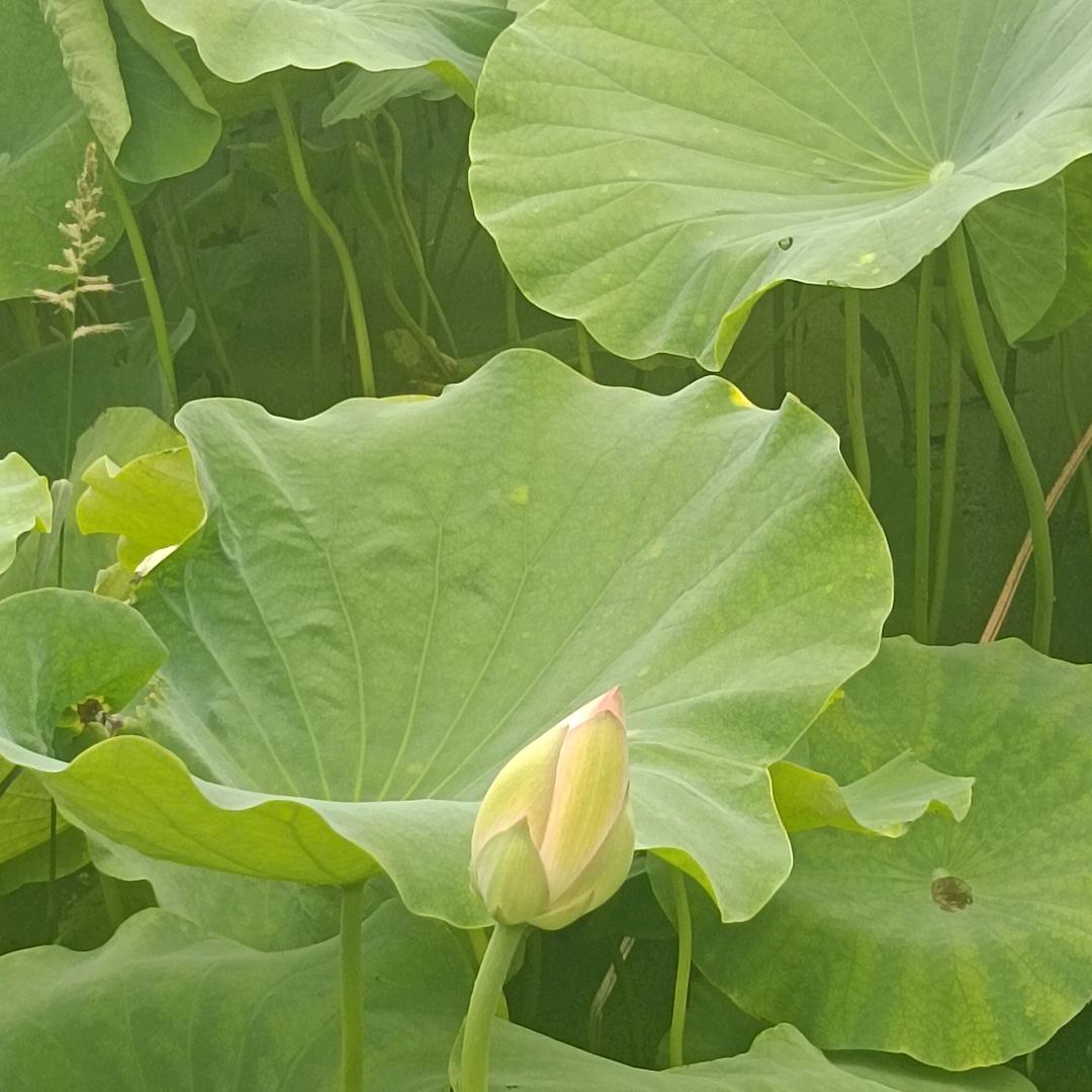 静心
