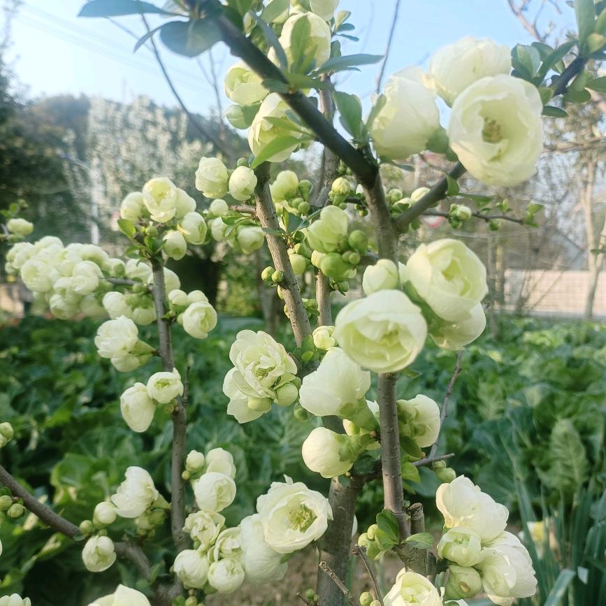 豆了丁