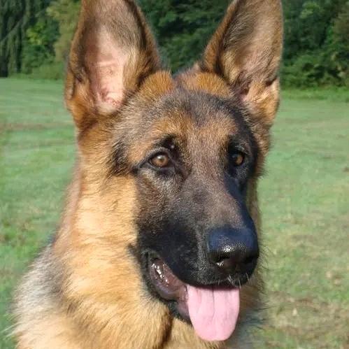 猛犬养殖基地2号