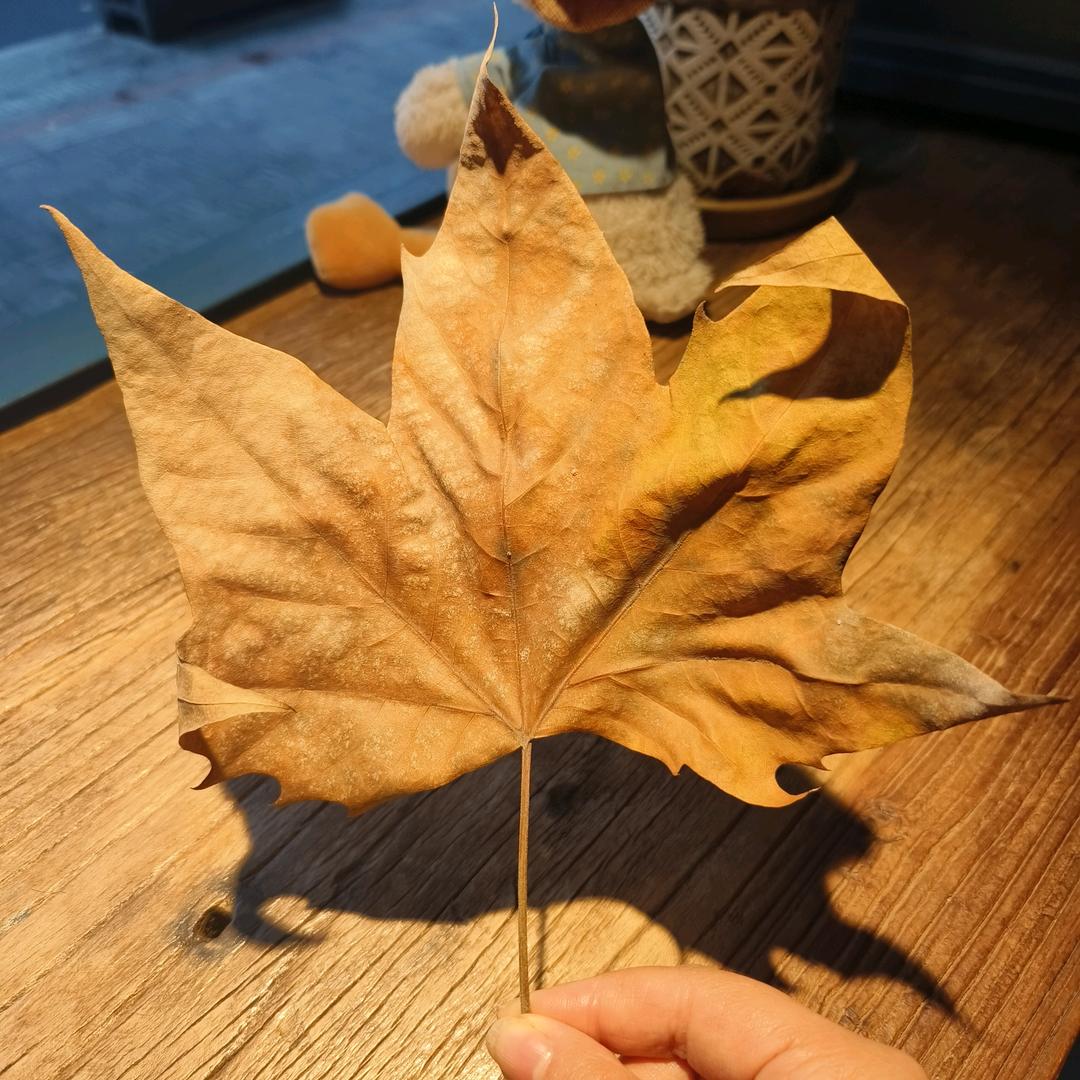 格格