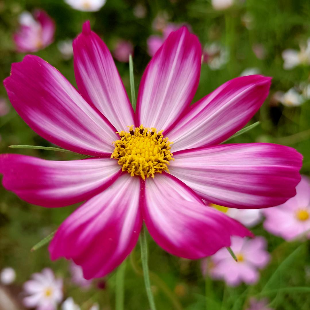 荔芹