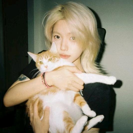 养只猫