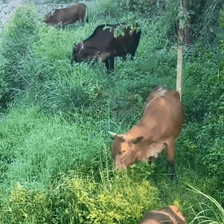 放牛🐮郎