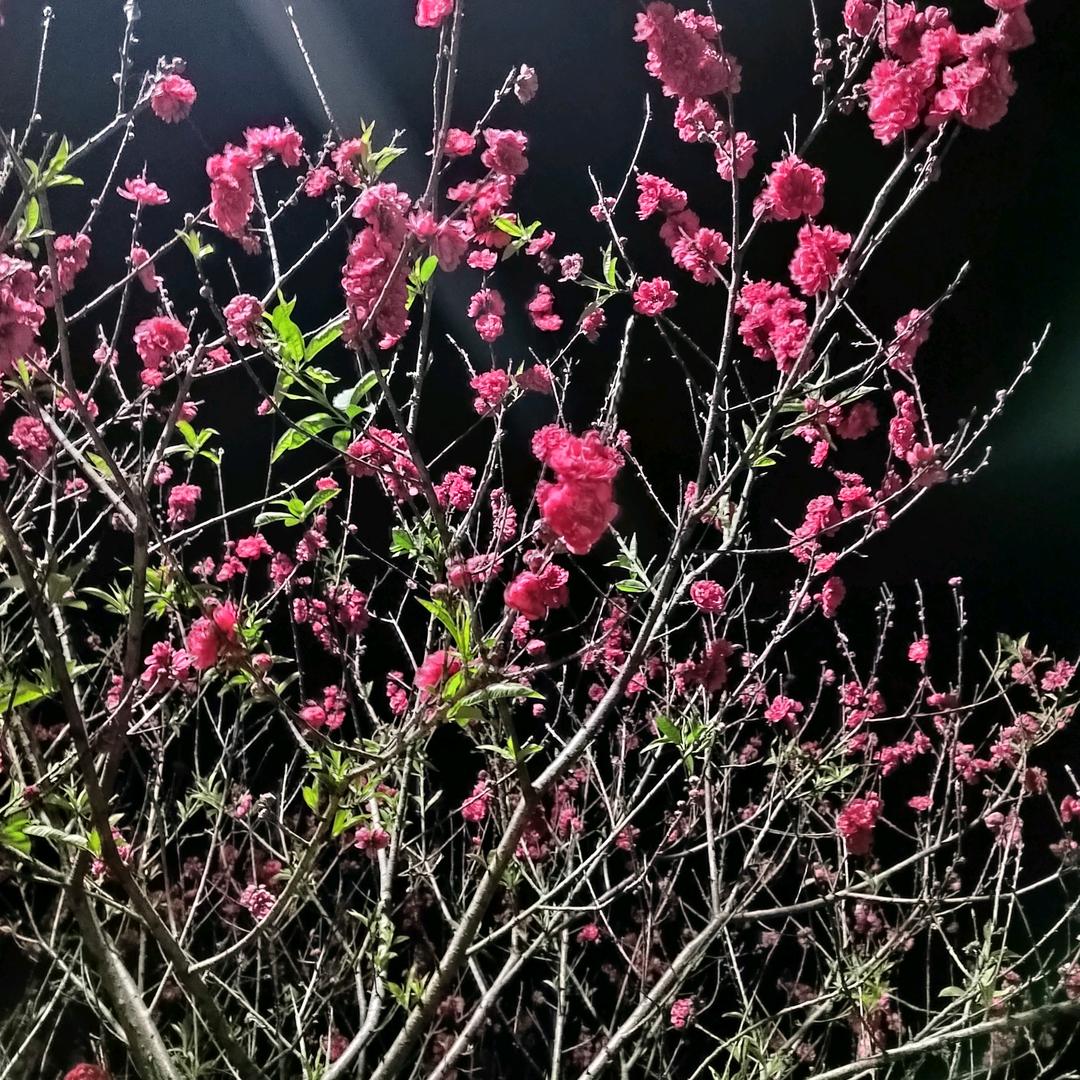 茉莉花