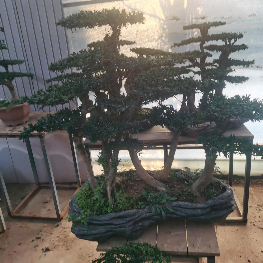 金燕南飞