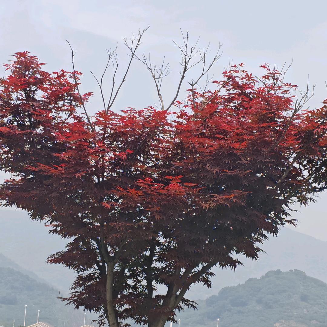 凌云志