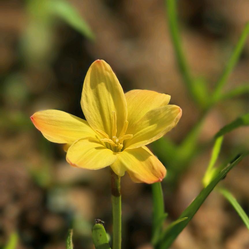 忻香园砂锅米线（养花版）