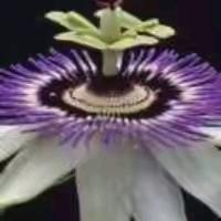 美人花