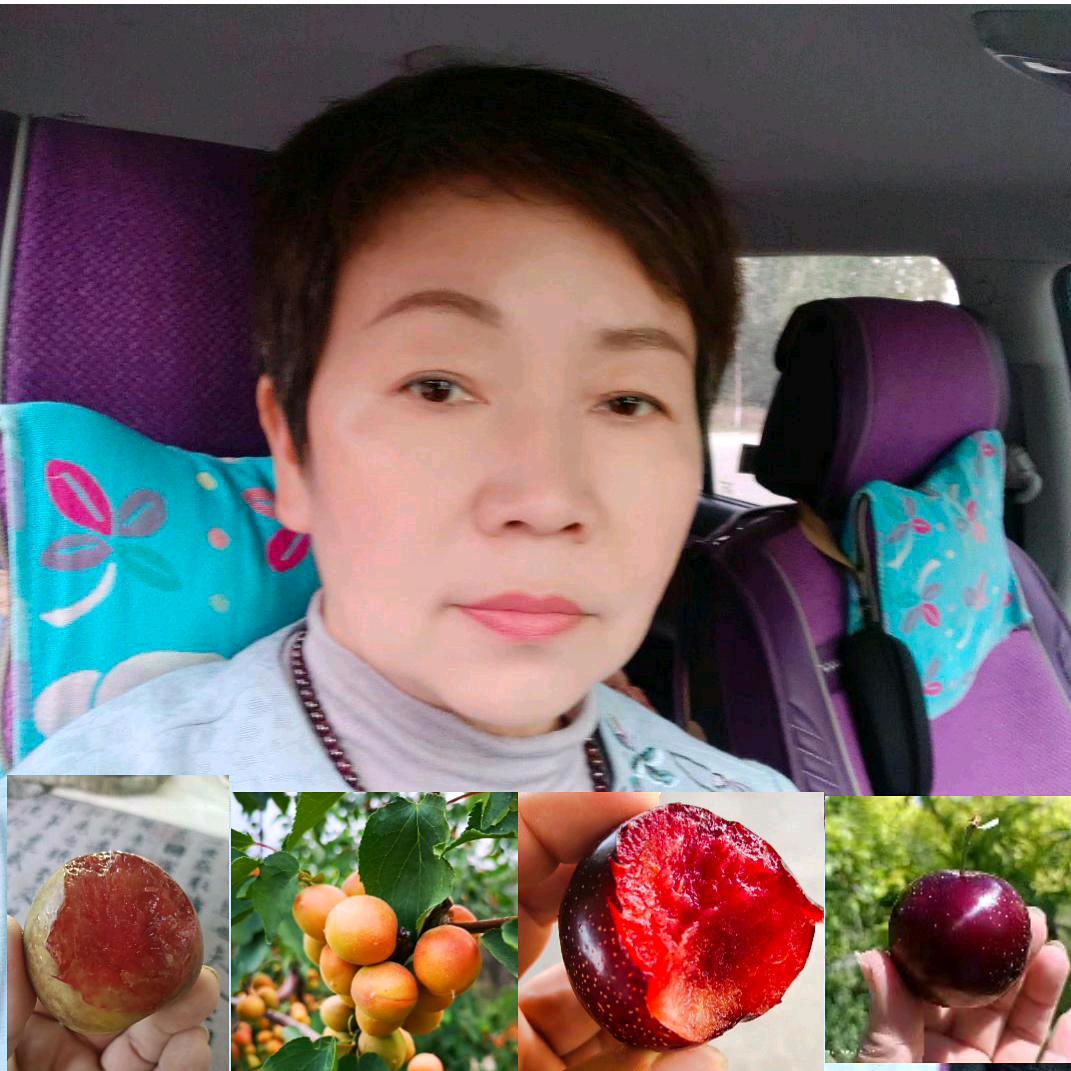 霍尔果斯新美创苗木种植专业合作社