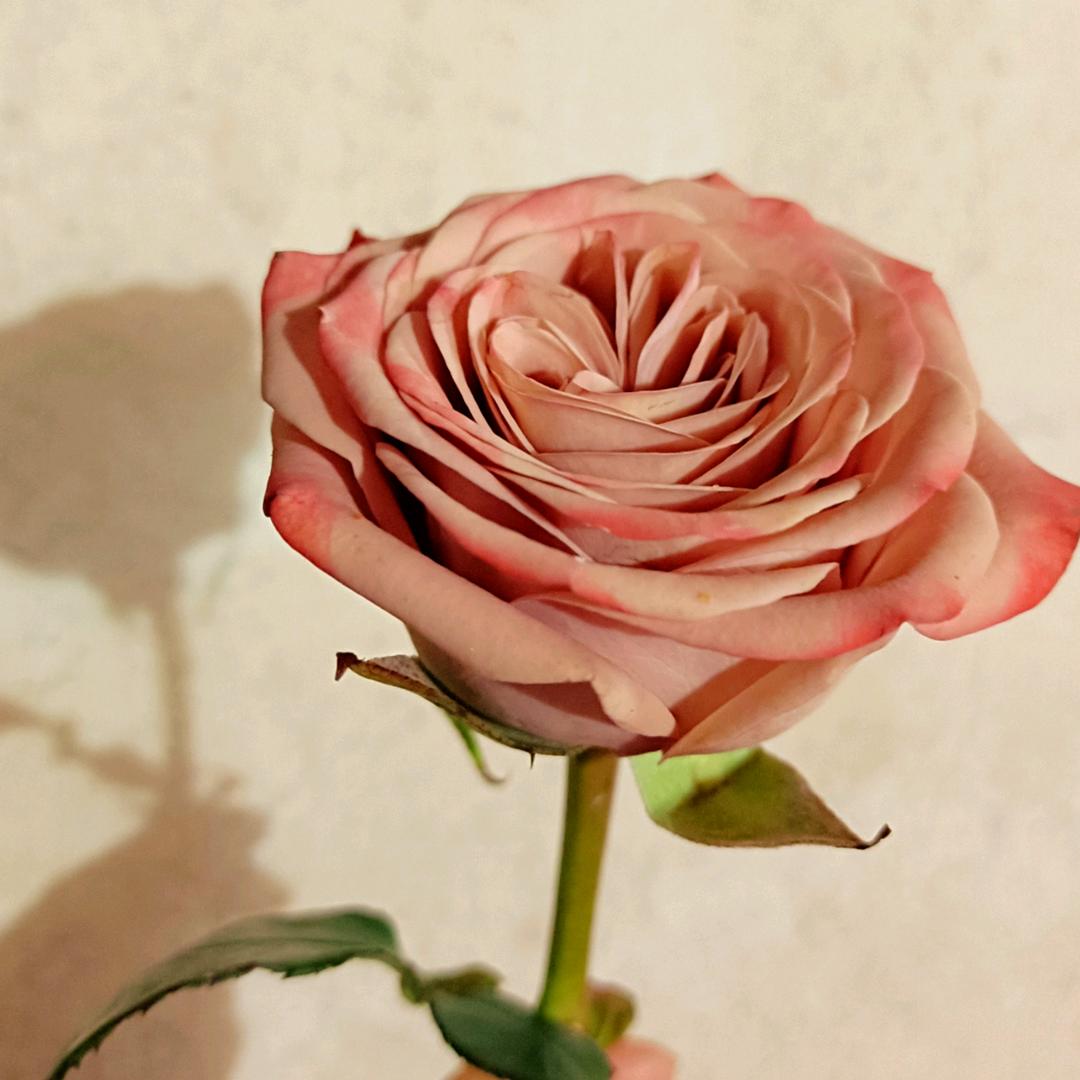 ✌️✌️平安顺利✌️✌️