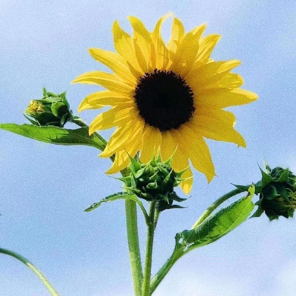 太阳@花【有赞必回】